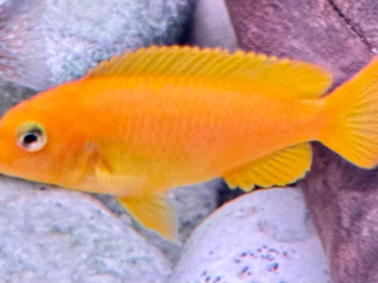 Billede 4 -  lille flok super flotte salousi malawi chiclider