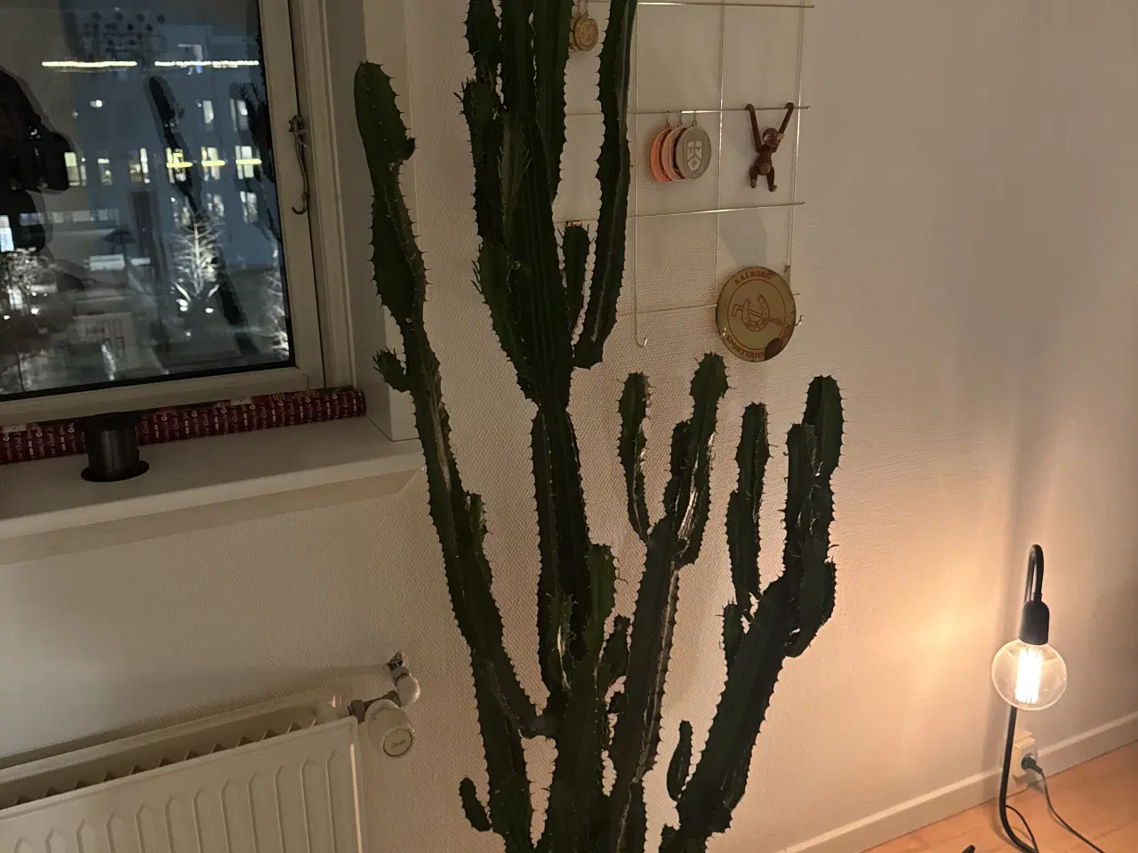 Billede 2 - Kaktus