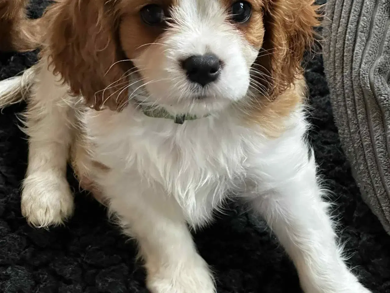 Billede 3 - Cavalier king charles hvalpe