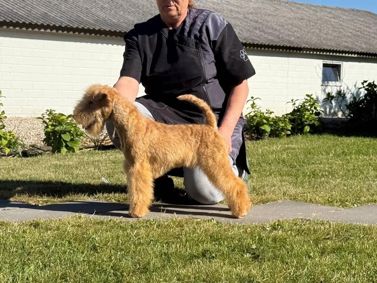 Billede 8 - Lakeland Terrier 