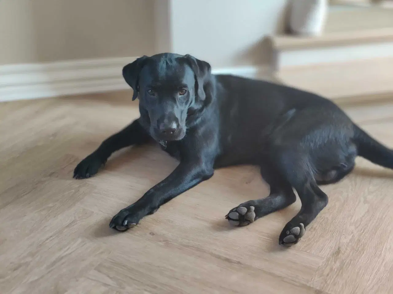 Billede 3 - Labrador hvalpe formel 1