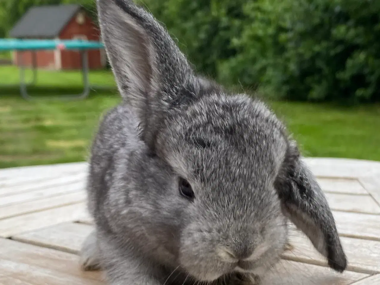Billede 5 - FRANSK VÆDDER HUN CHINCHILLA