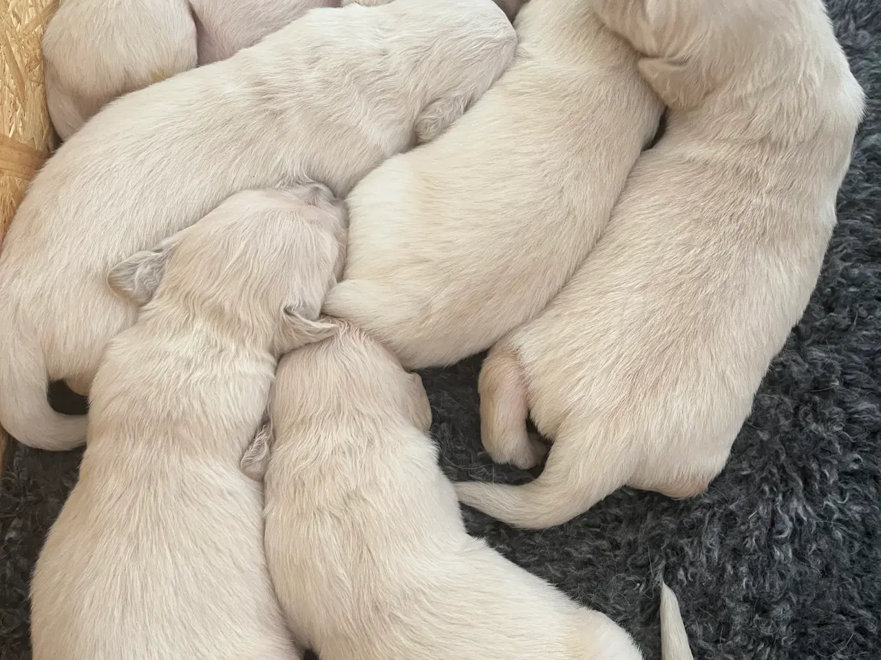 Billede 2 - Skønne Golden Retriever hvalpe til salg
