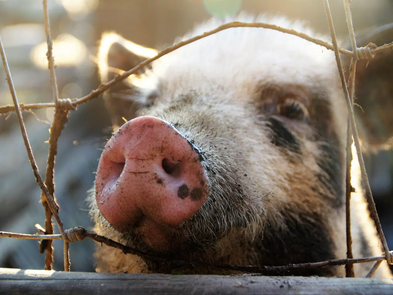 Billede 1 - 2 fravænningsgrise KØBES