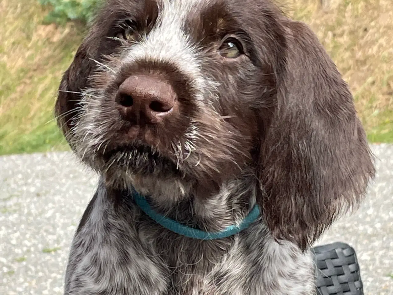 Billede 1 - Ruhår hønsehund hvalpe