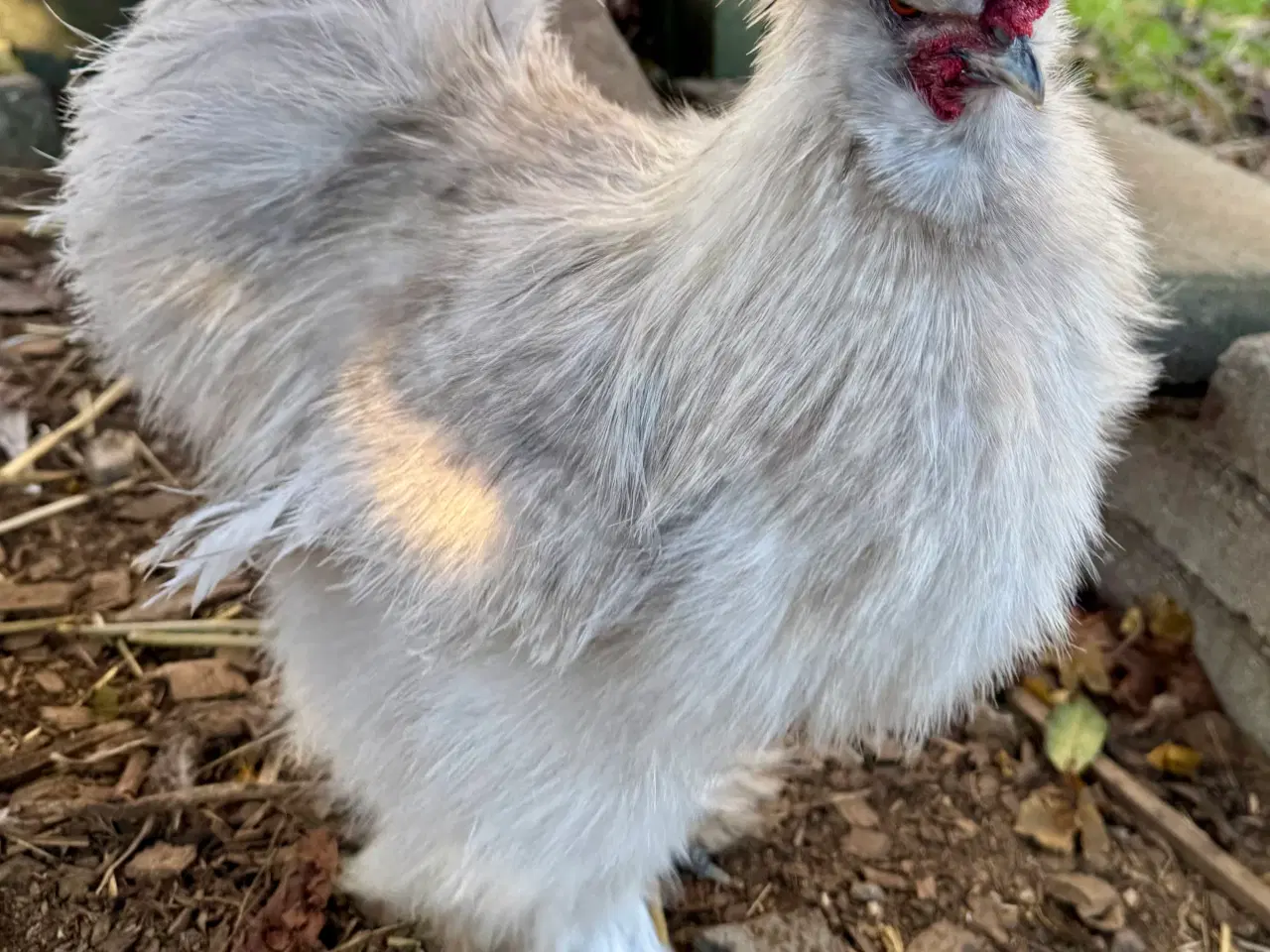 Billede 2 - Silkehaner