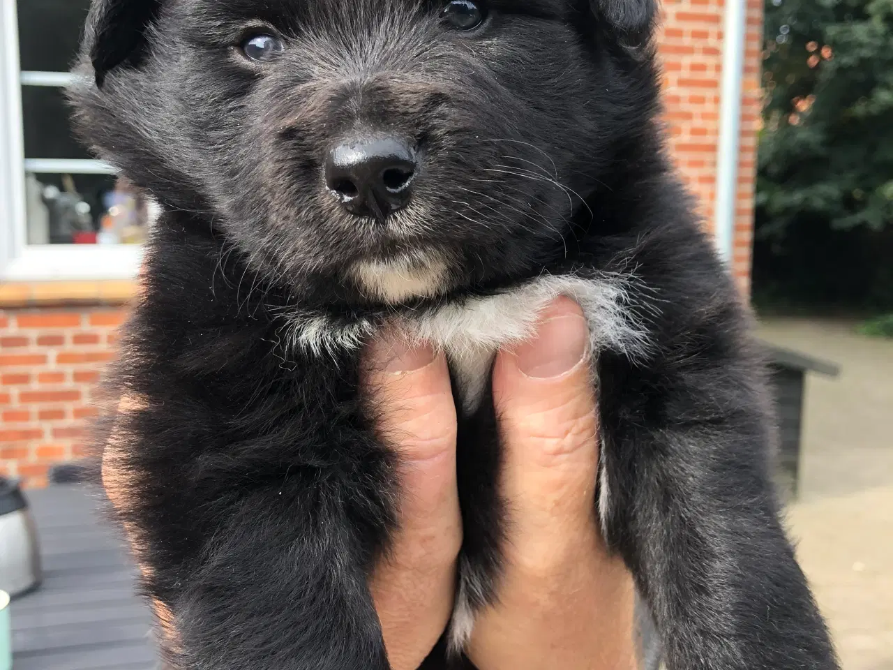 Billede 1 - Finsk lapphunde hvalpe