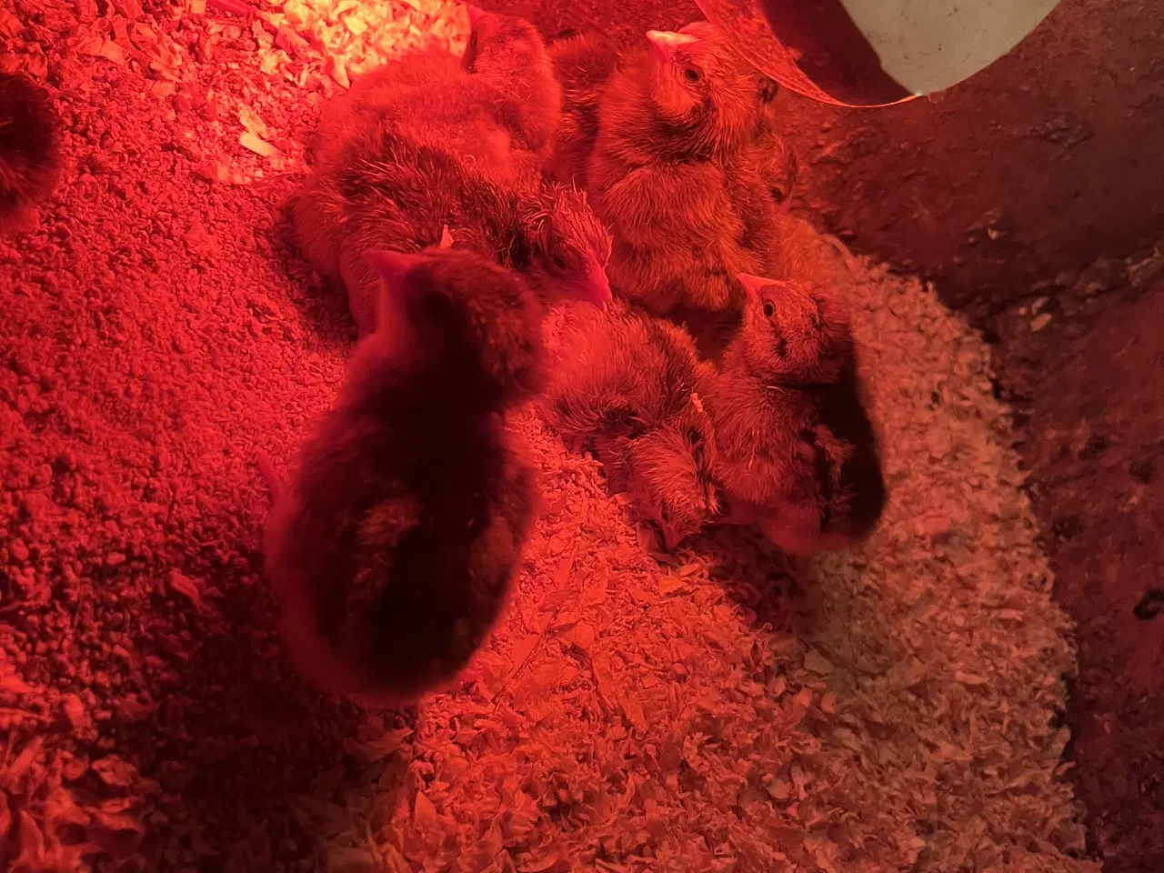 Billede 1 - Bielefelder kyllinger 