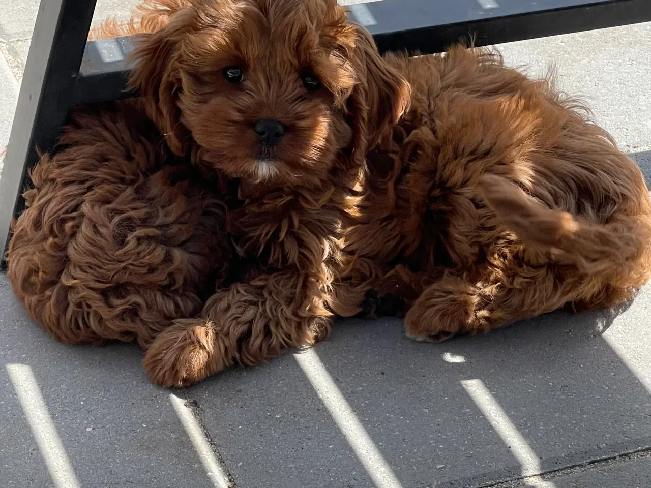 Billede 3 - Cavapoo Rejseklar 