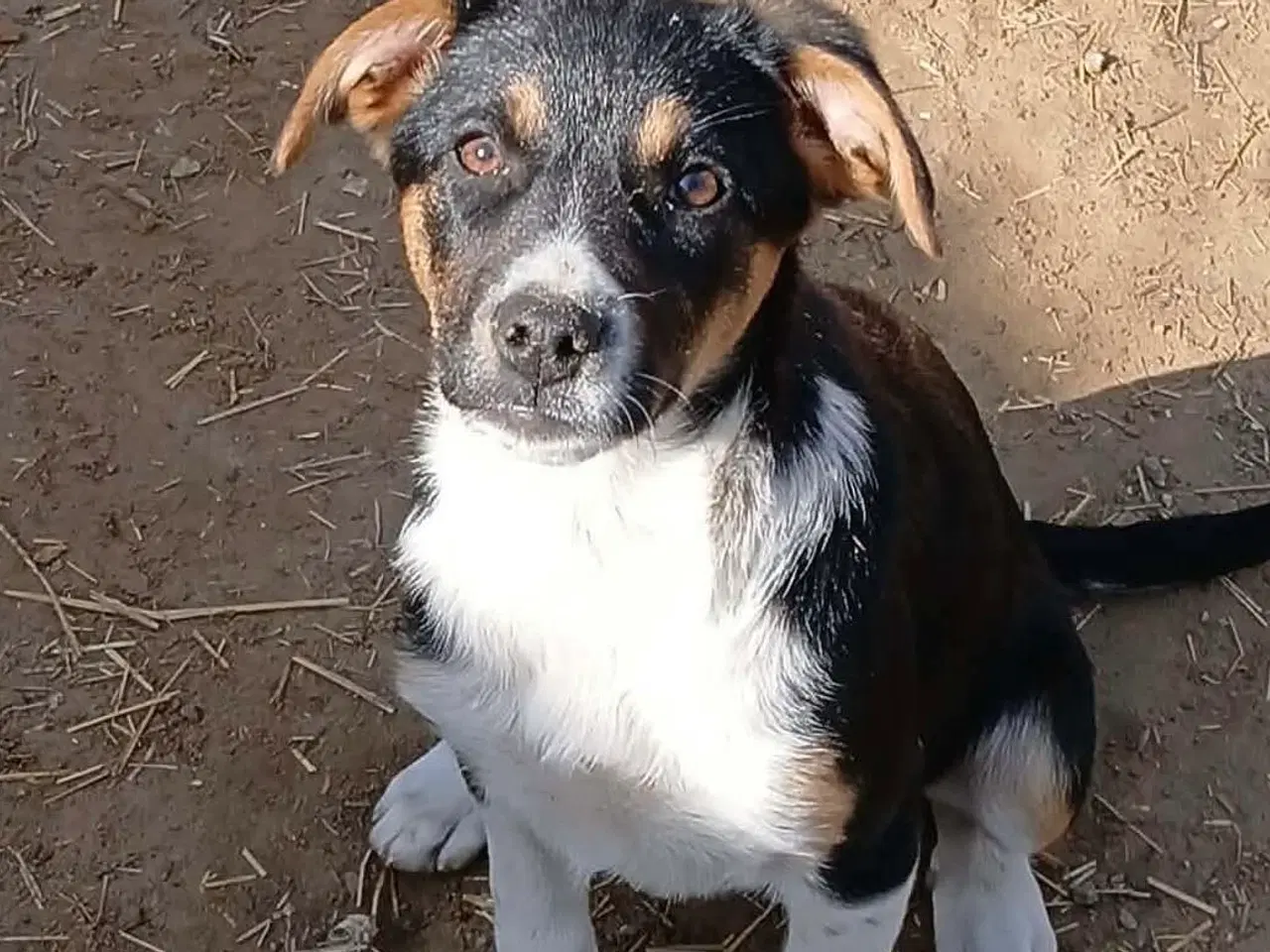 Billede 2 - Smukke Ally leder efter sin egen familie💝