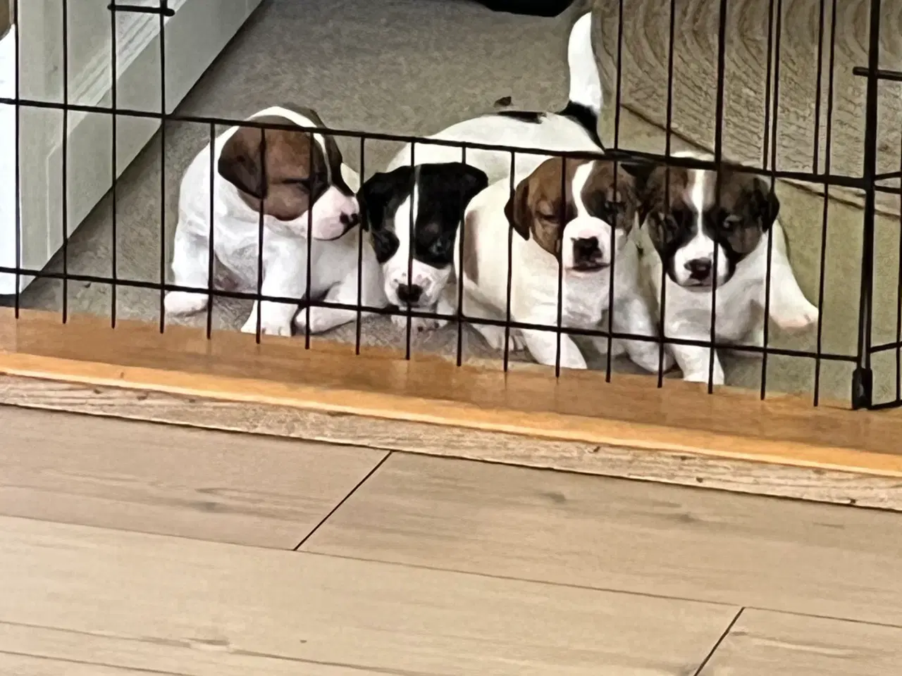 Billede 2 - Jack Russell hvalpe
