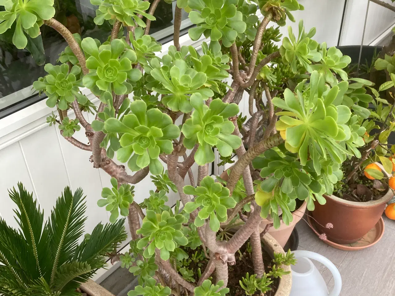 Billede 2 - To sukko lenter