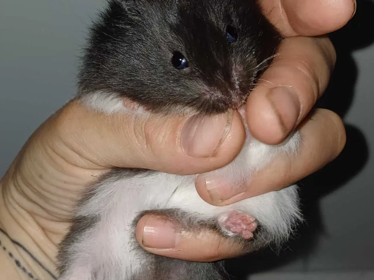 Billede 18 - Guldhamster unger
