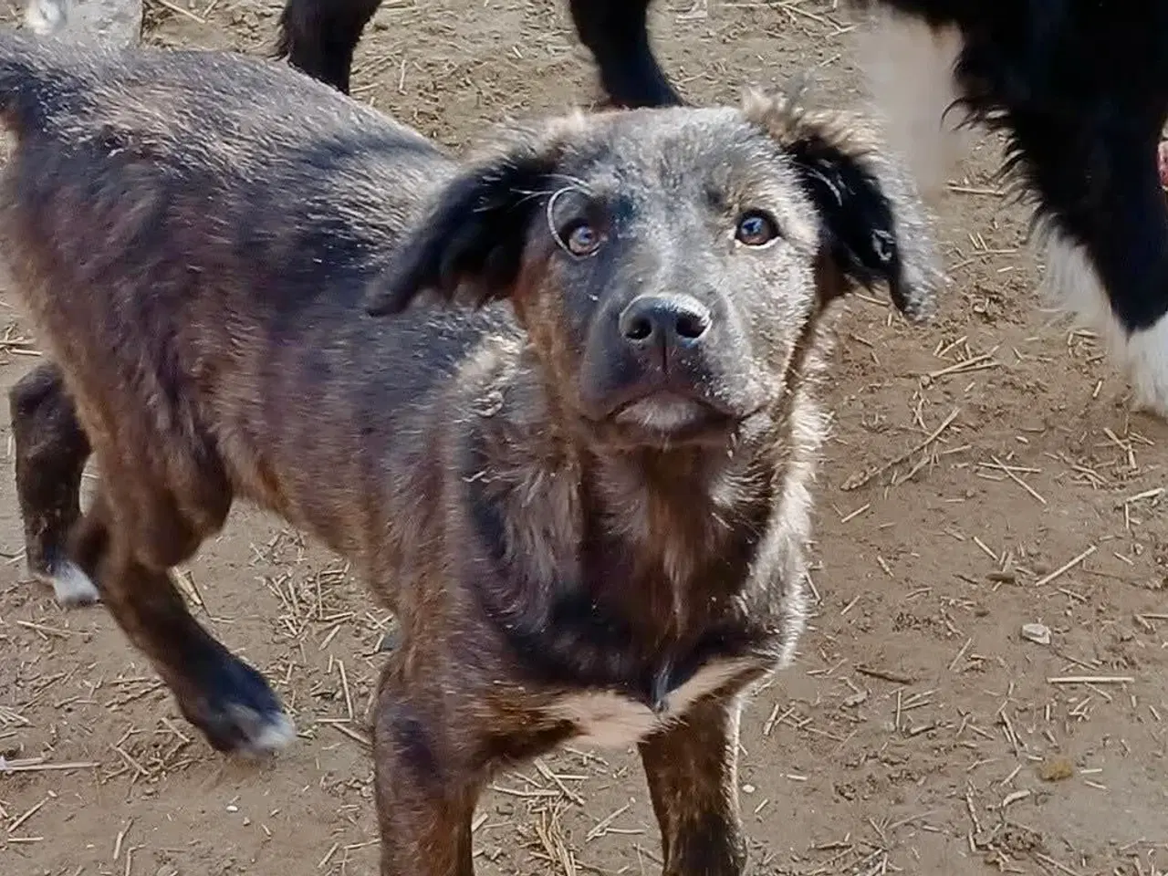 Billede 6 - Sødeste Zia leder efter sin helt egen familie 💝