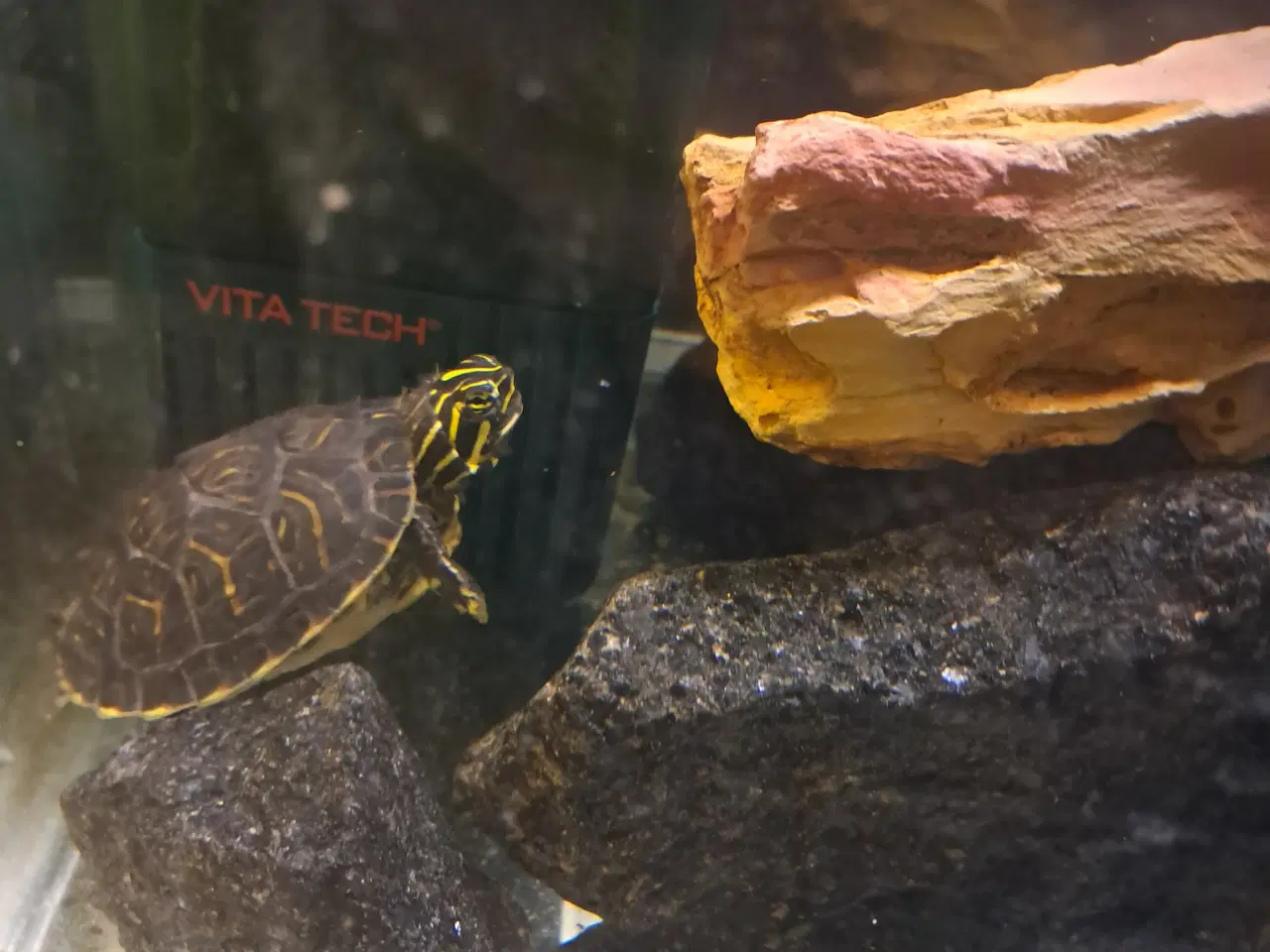 Billede 7 - Søde asiatiske sumpskildpadder