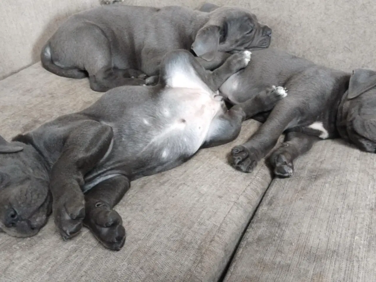 Billede 17 - Cane Corso Italiano hvalpe