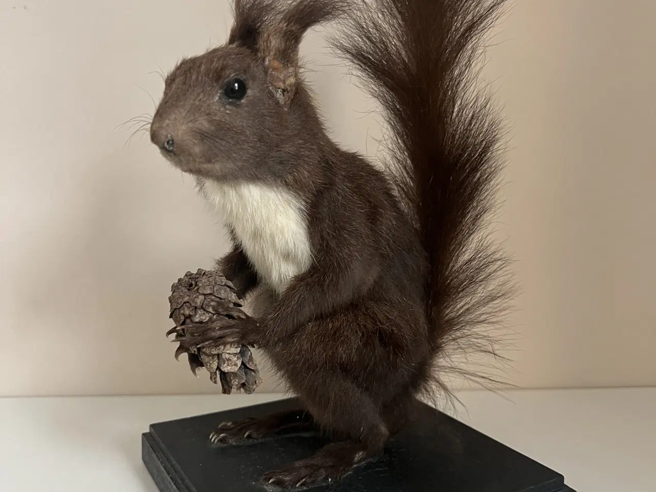 Billede 1 - Flot udstoppet Rødegern 