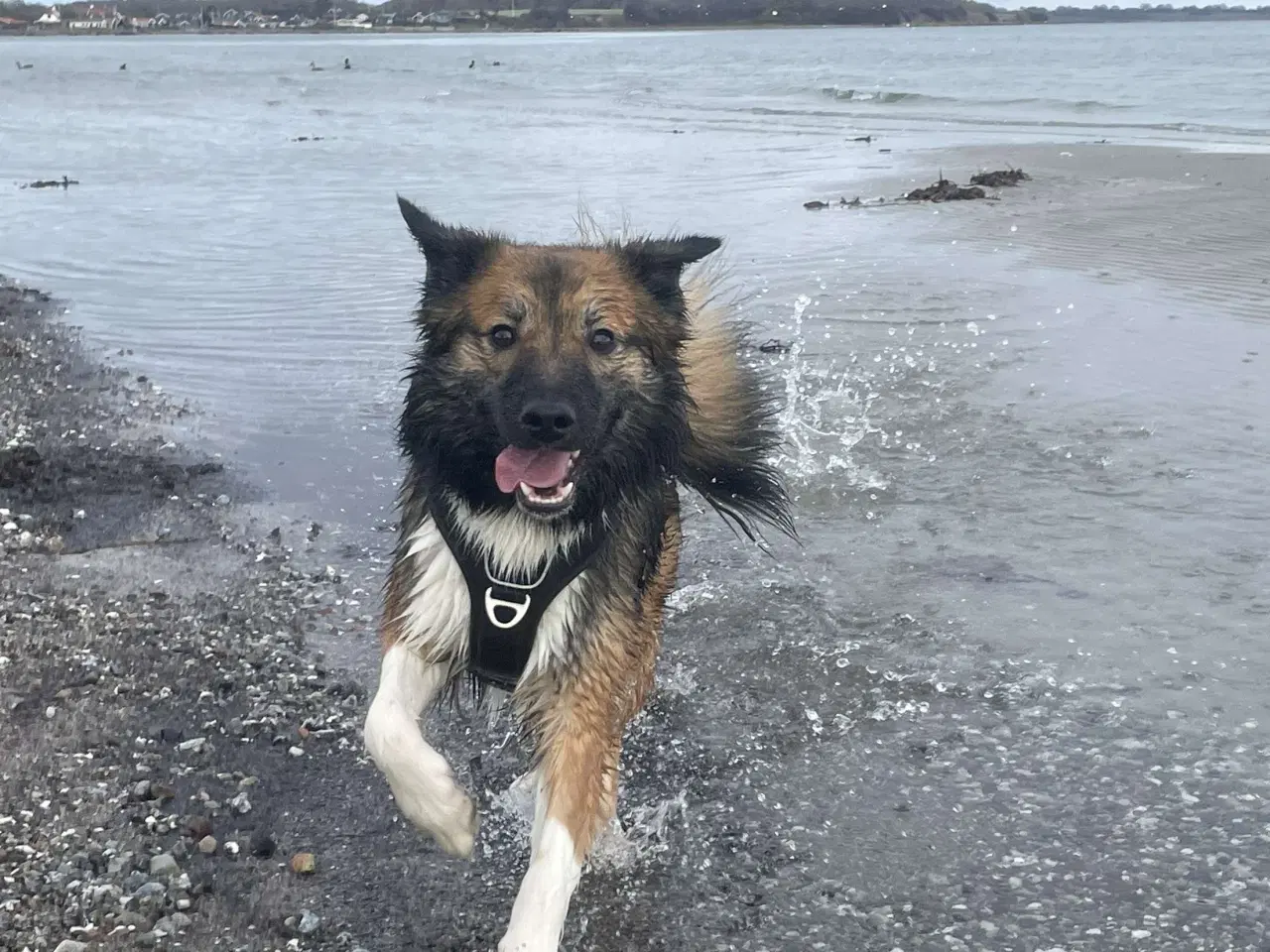 Billede 11 - Tobi, Border collie/Islandsk hyrdehund, 1 12 år. 