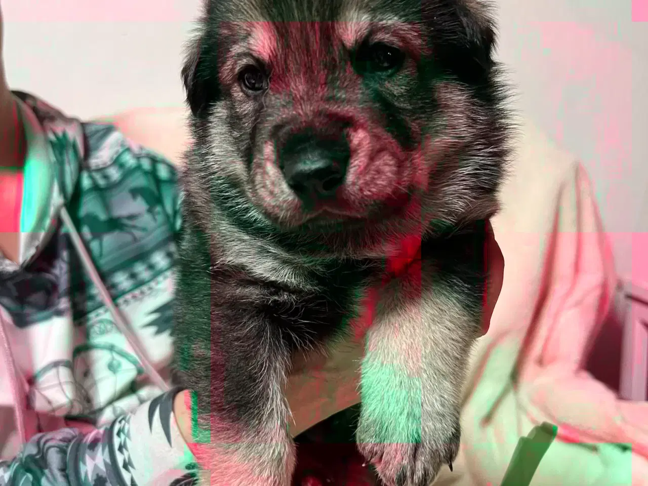 Billede 1 - Blandings Hvalpe 