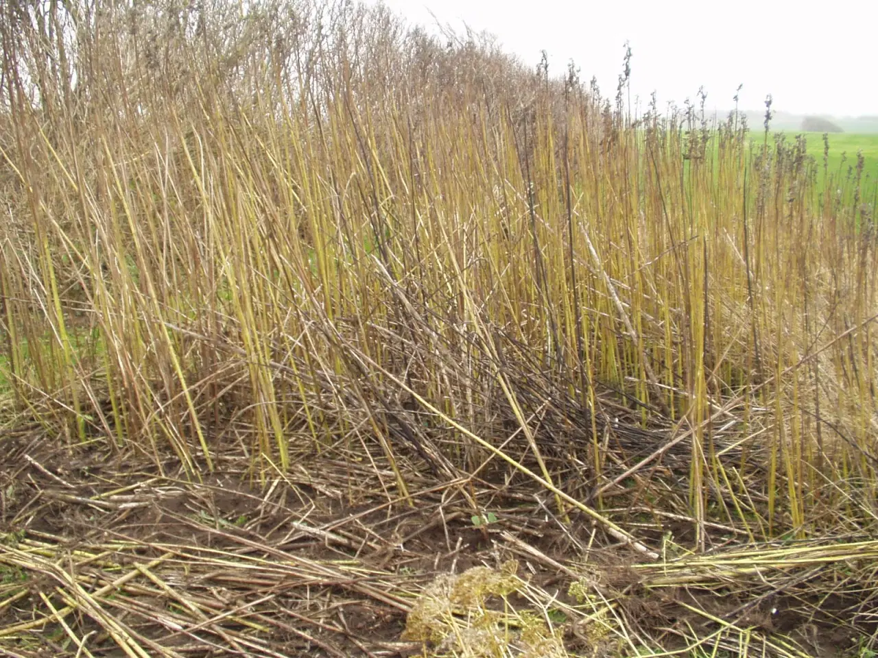 Billede 17 - Jordskokker 6 sorter alle vinterhårdfør