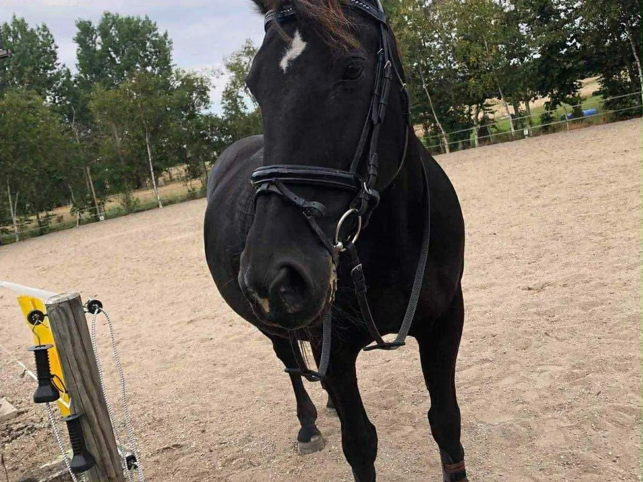 Billede 4 - Skovturs / hygge hest