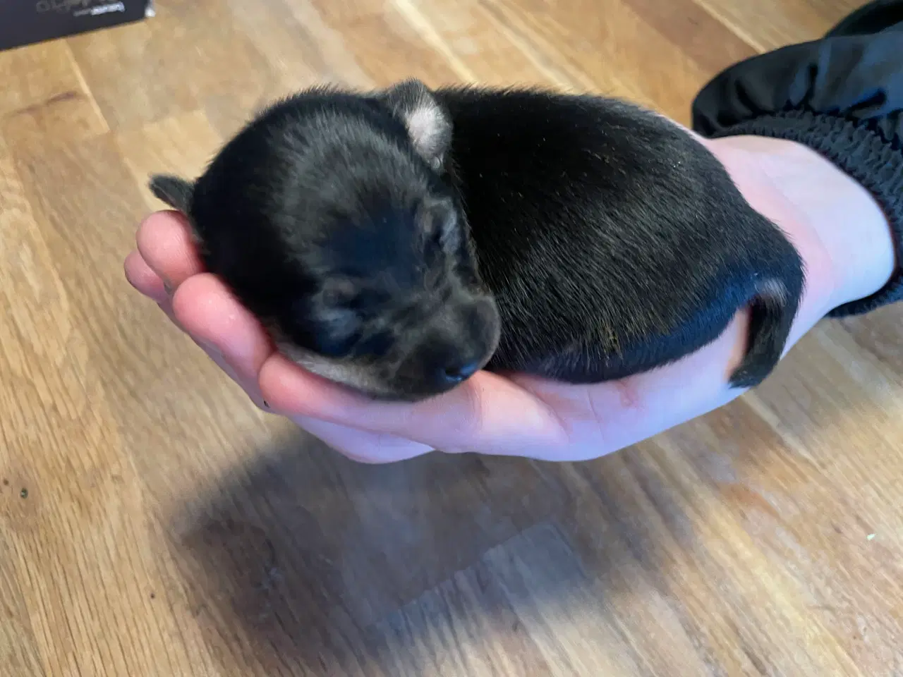 Billede 5 - Lækre Prazsky krysarik hvalpe 