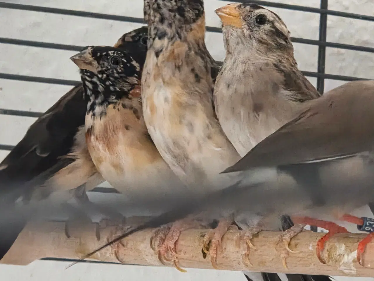 Billede 3 - Paradiseenker 