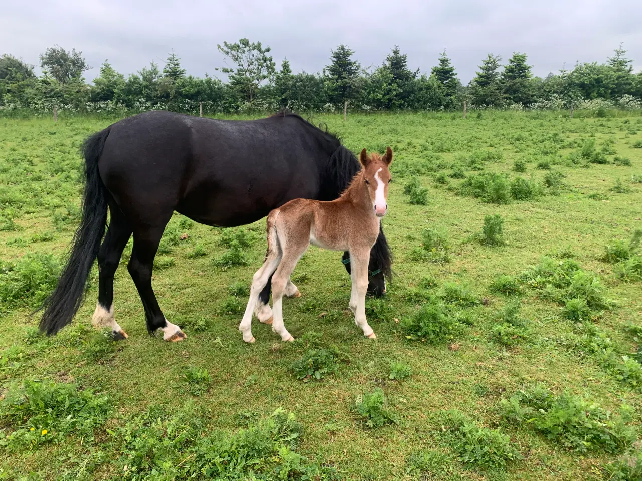 Billede 2 - Welsh sec c pony 