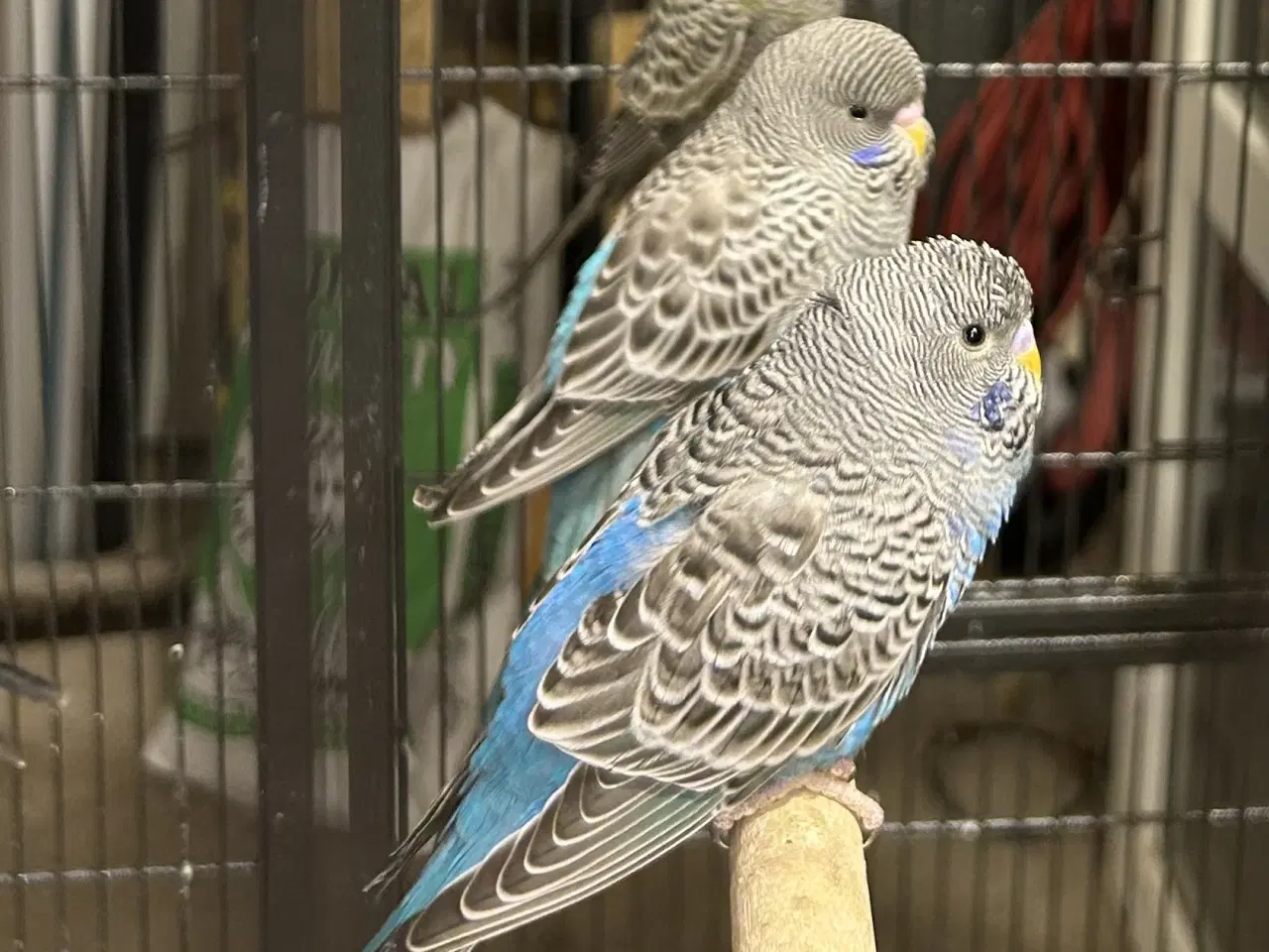 Billede 1 - Blackface 