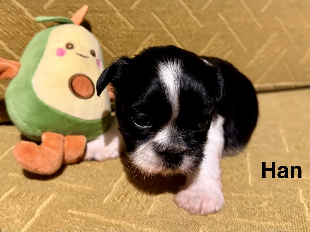 Billede 2 - Shih Tzu-hvalpe 4 uger