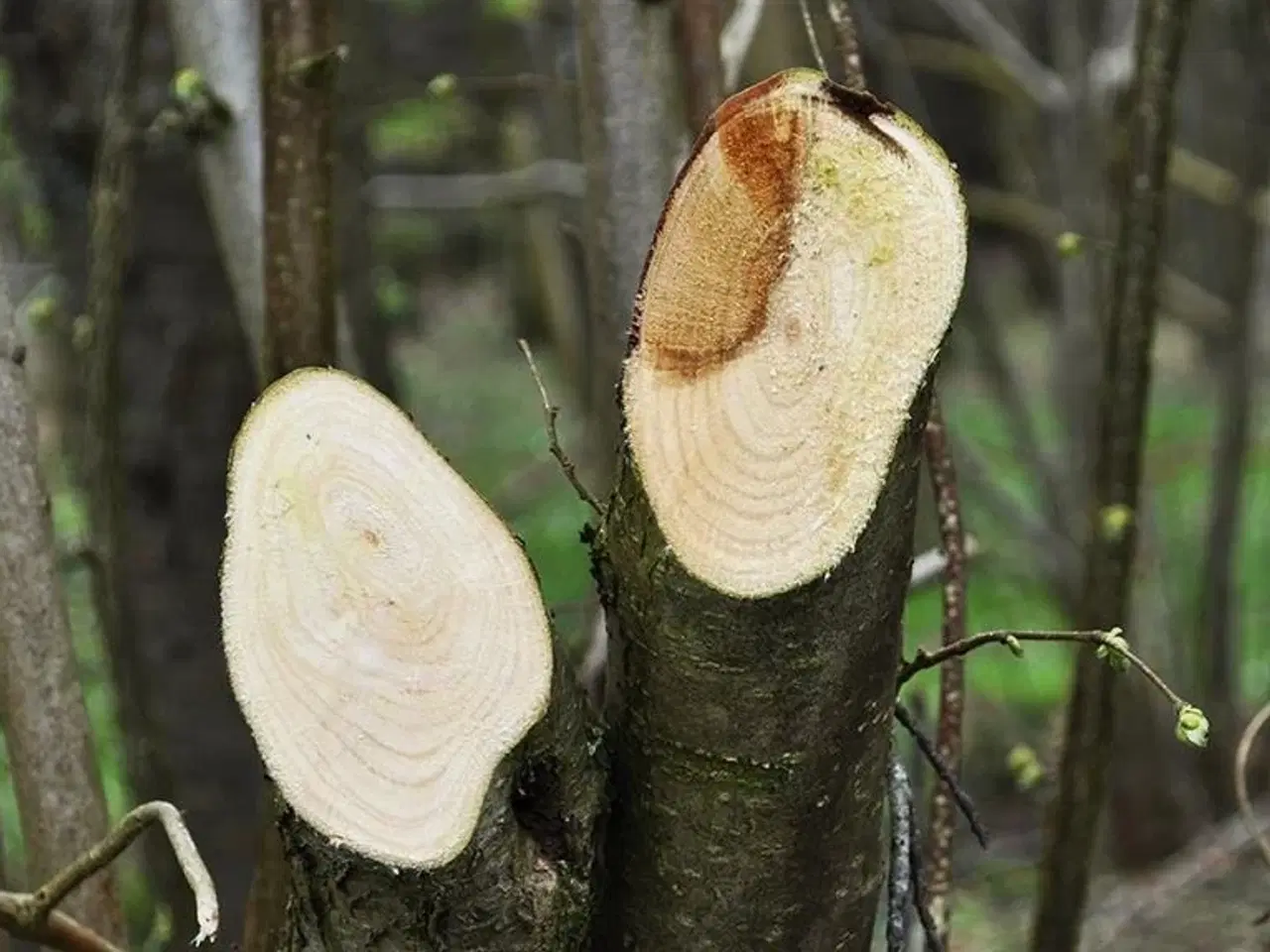 Billede 5 - GreenTec LRS 1402 GRENSAV Ring for et godt tilbud