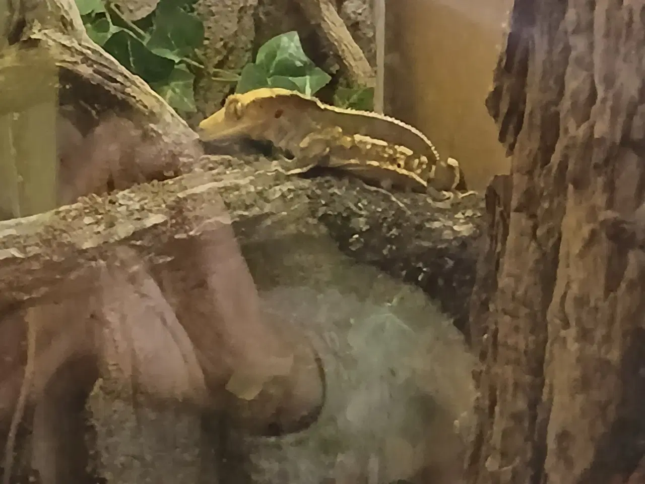 Billede 1 - flot kronegekko han