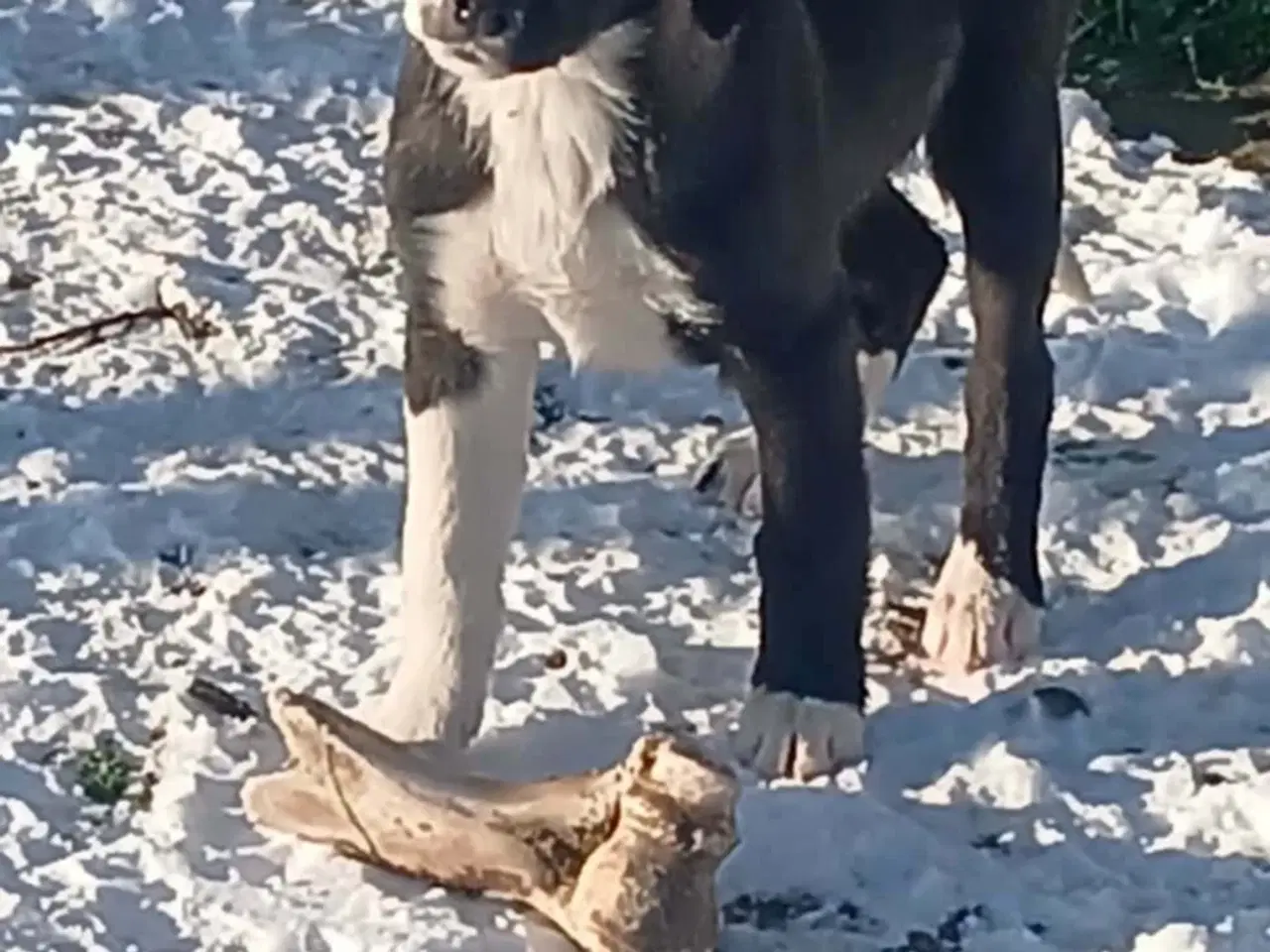 Billede 2 - Skønne Rikke søger sin første familie