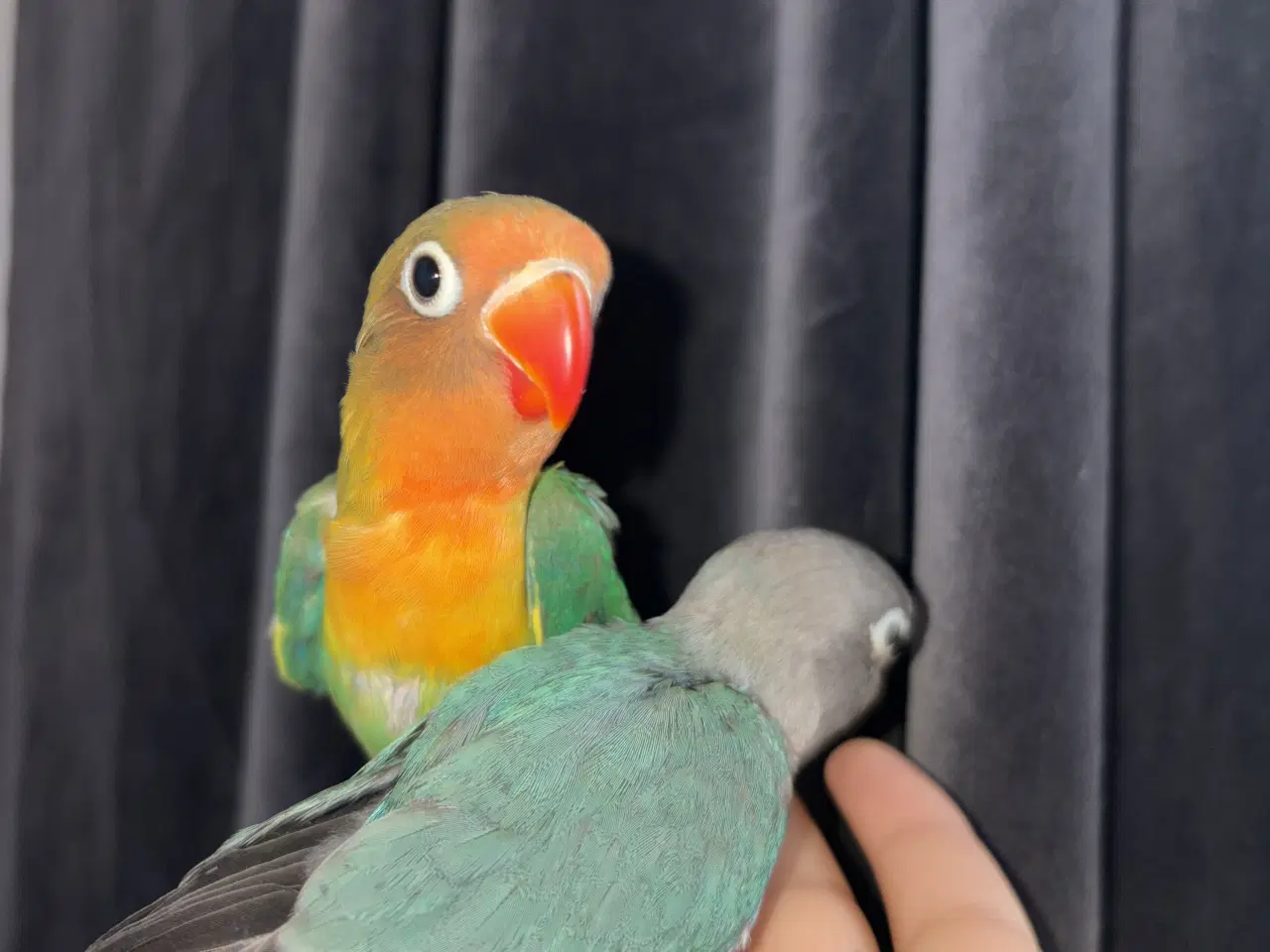 Billede 13 - Kanariefugl 