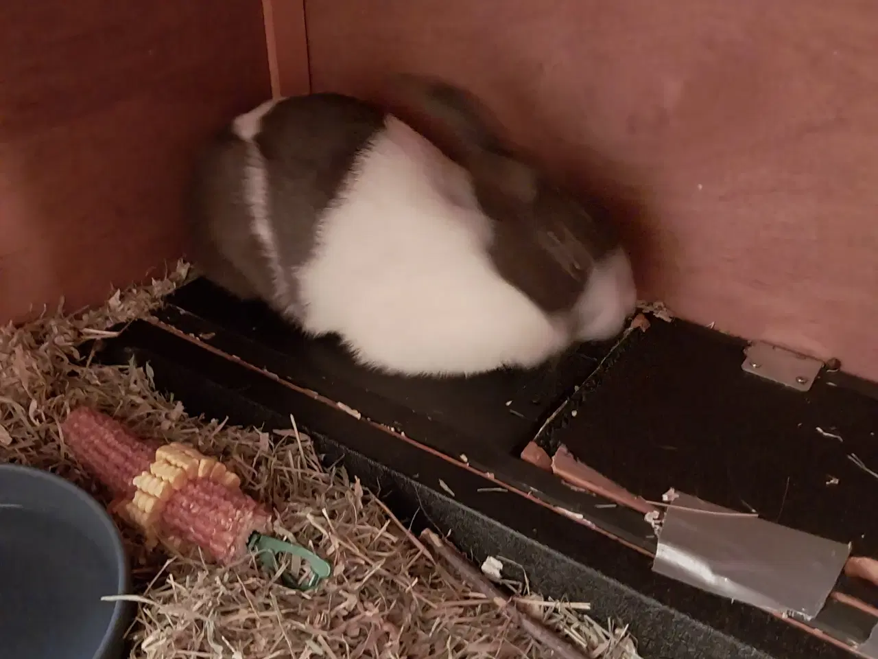 Billede 1 - Hollænder hunkanin skal væk