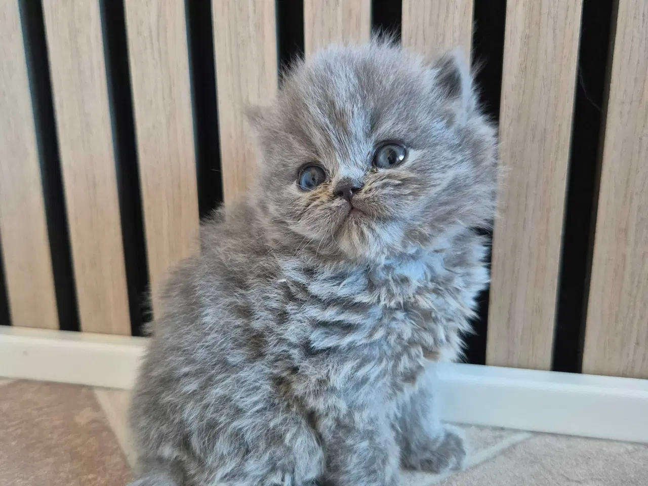 Billede 2 - 🐾 British Shorthair killinger 