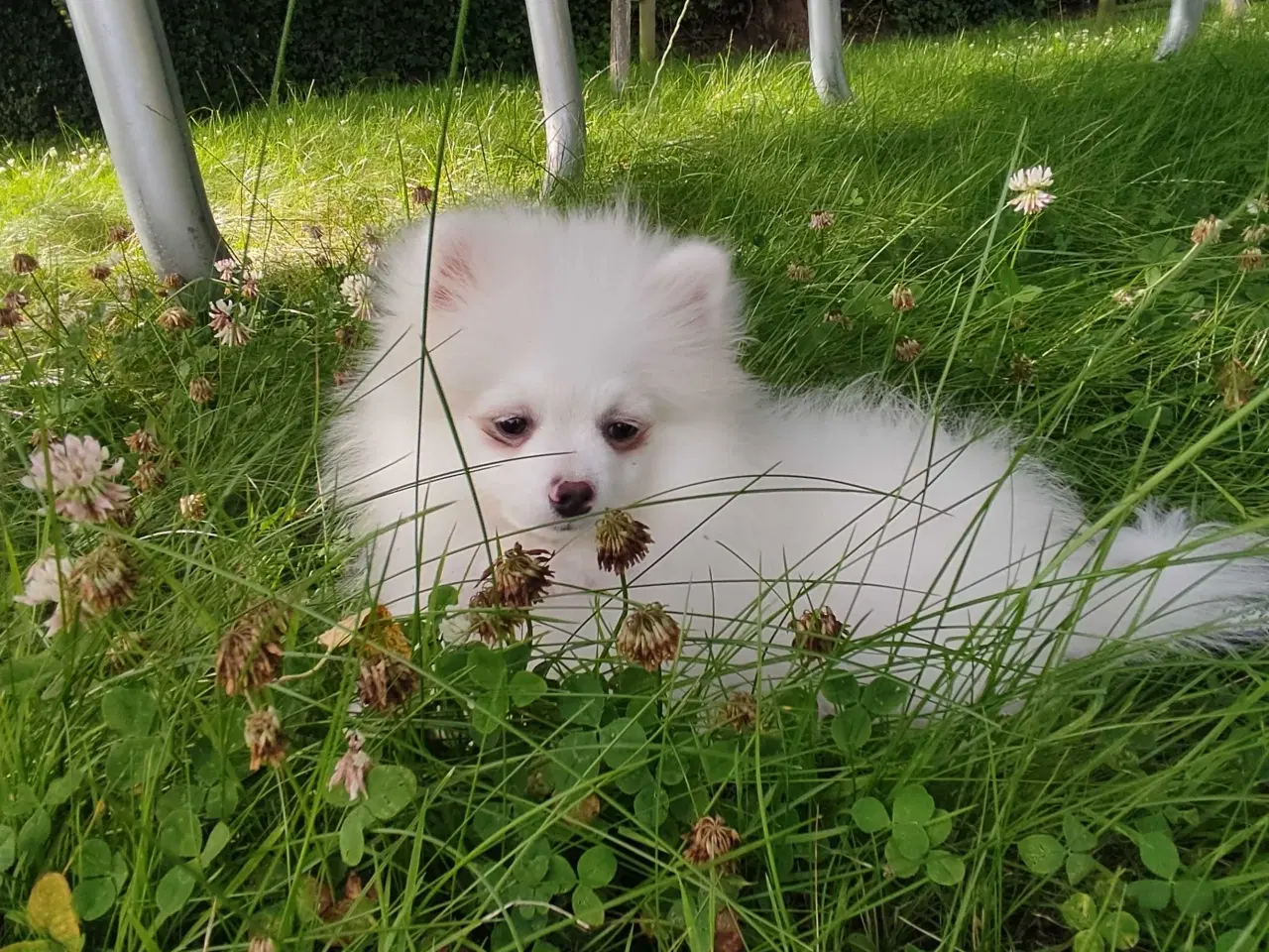 Billede 5 - Mini Pomeranian 
