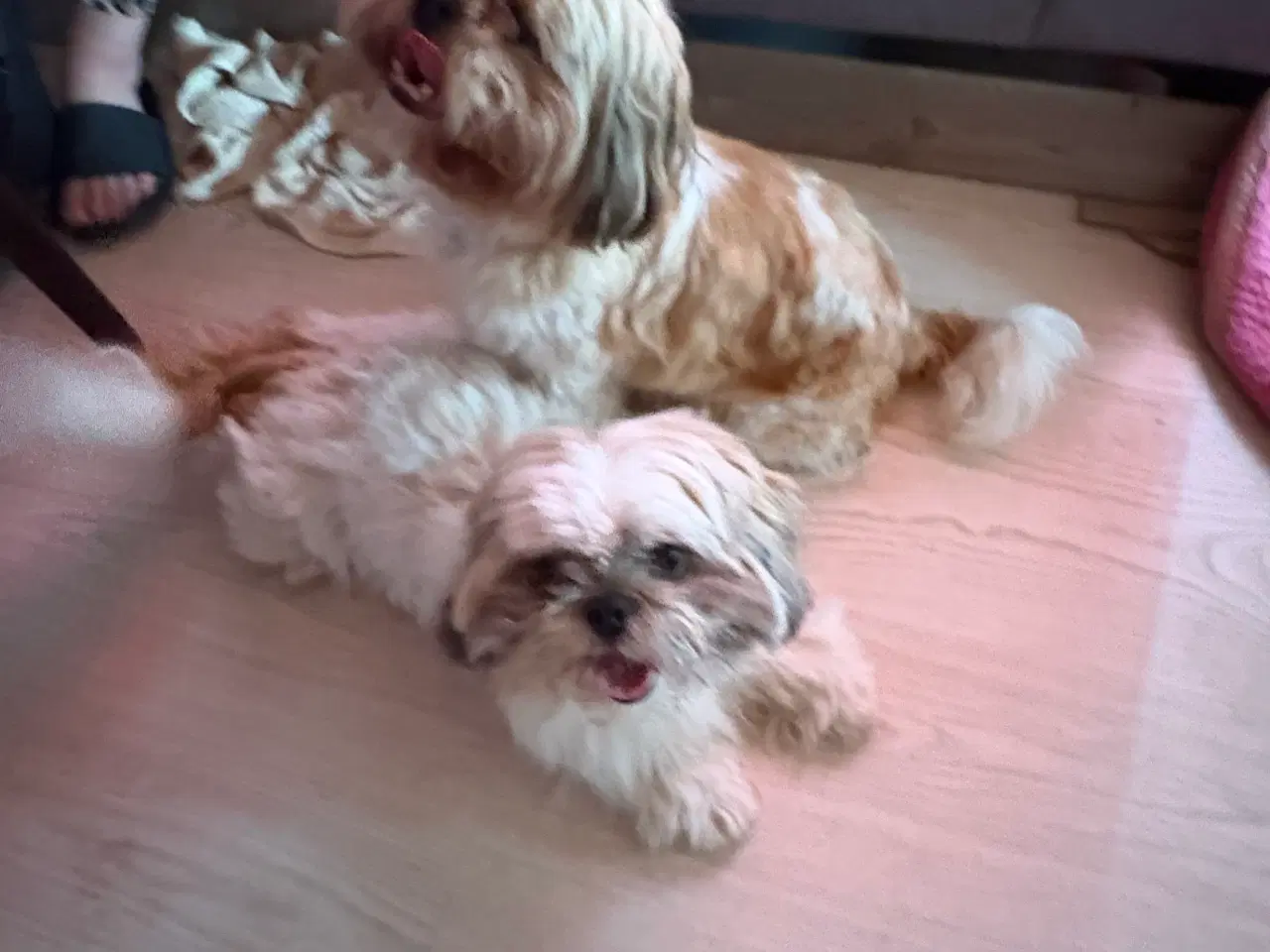 Billede 7 - Shih-tzu hvalpe