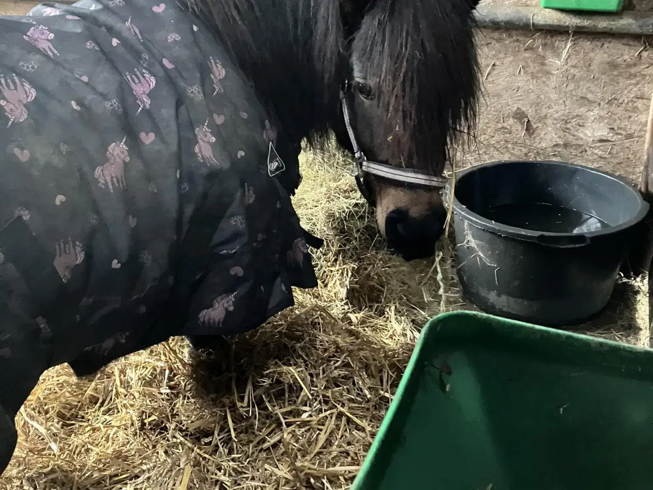 Billede 1 - Flot mørkebrun hoppe