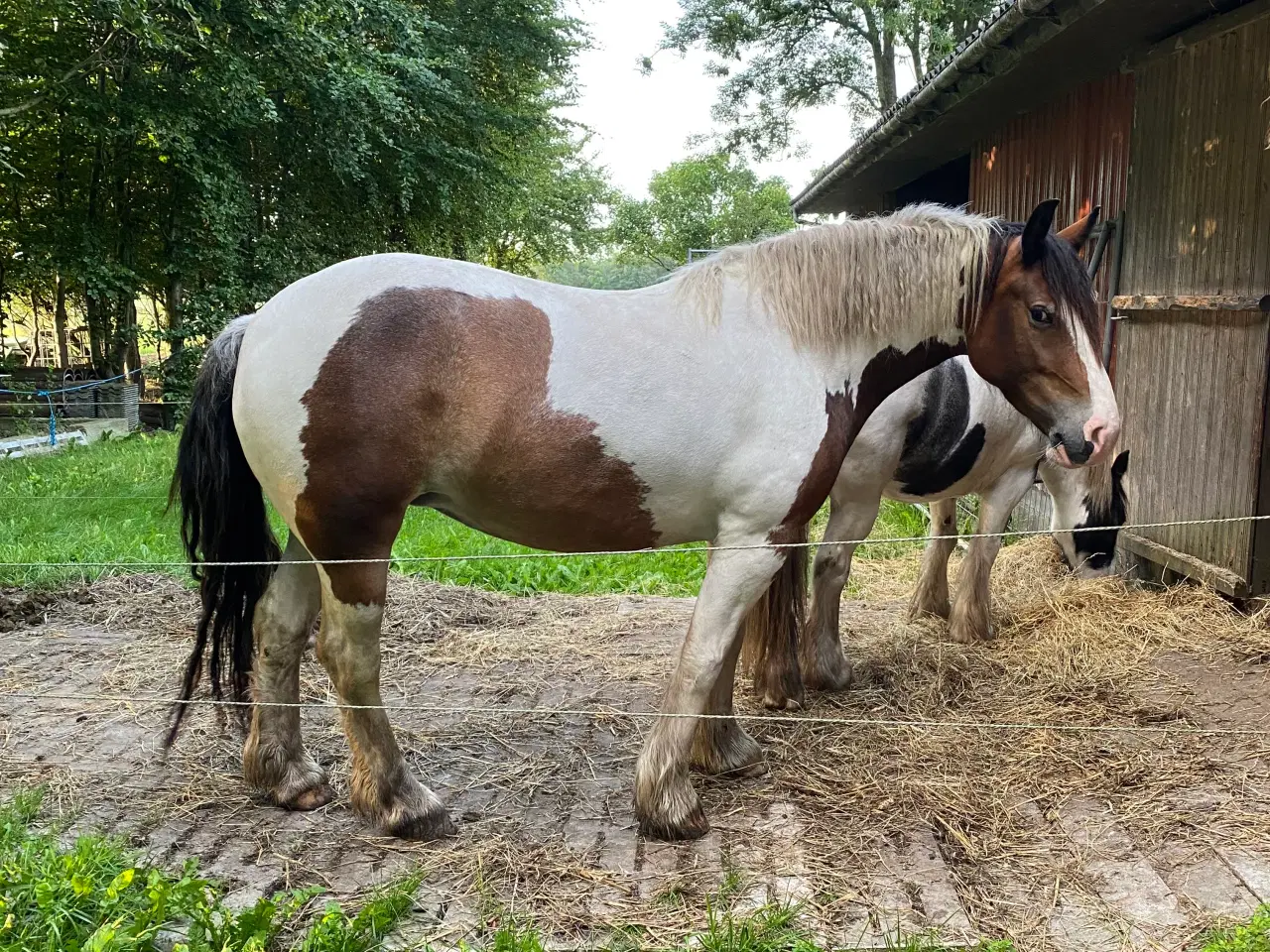 Billede 1 - Irish Cob hoppe