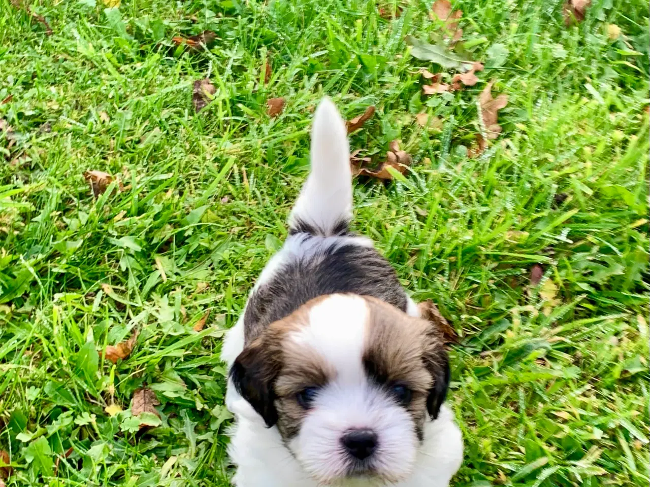 Billede 7 - Lhasa Apso hvalpe