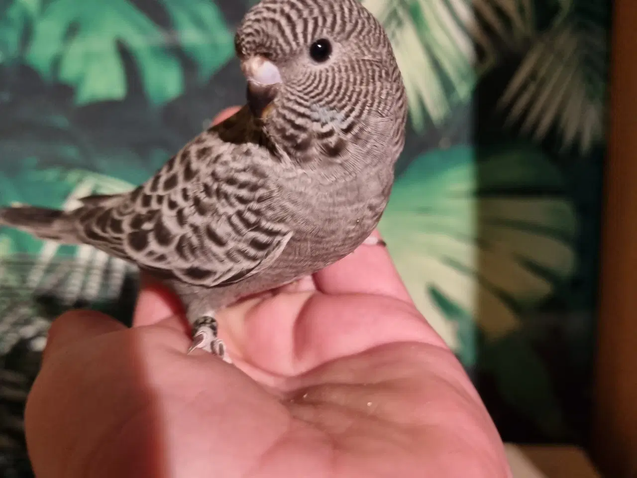 Billede 1 - Blackface undulat (unger)