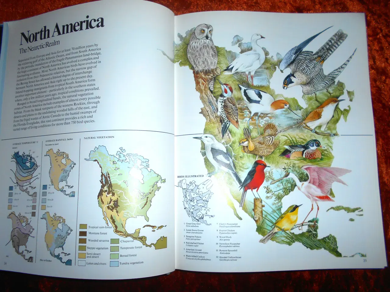 Billede 2 - The world atlas of birds, Peter Scott