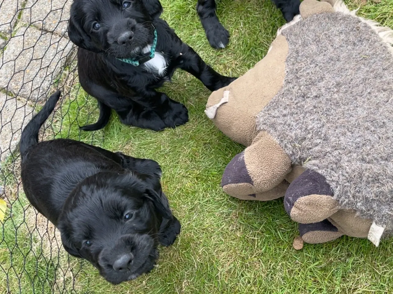 Billede 10 - Ft. Cockerspaniel hvalp 