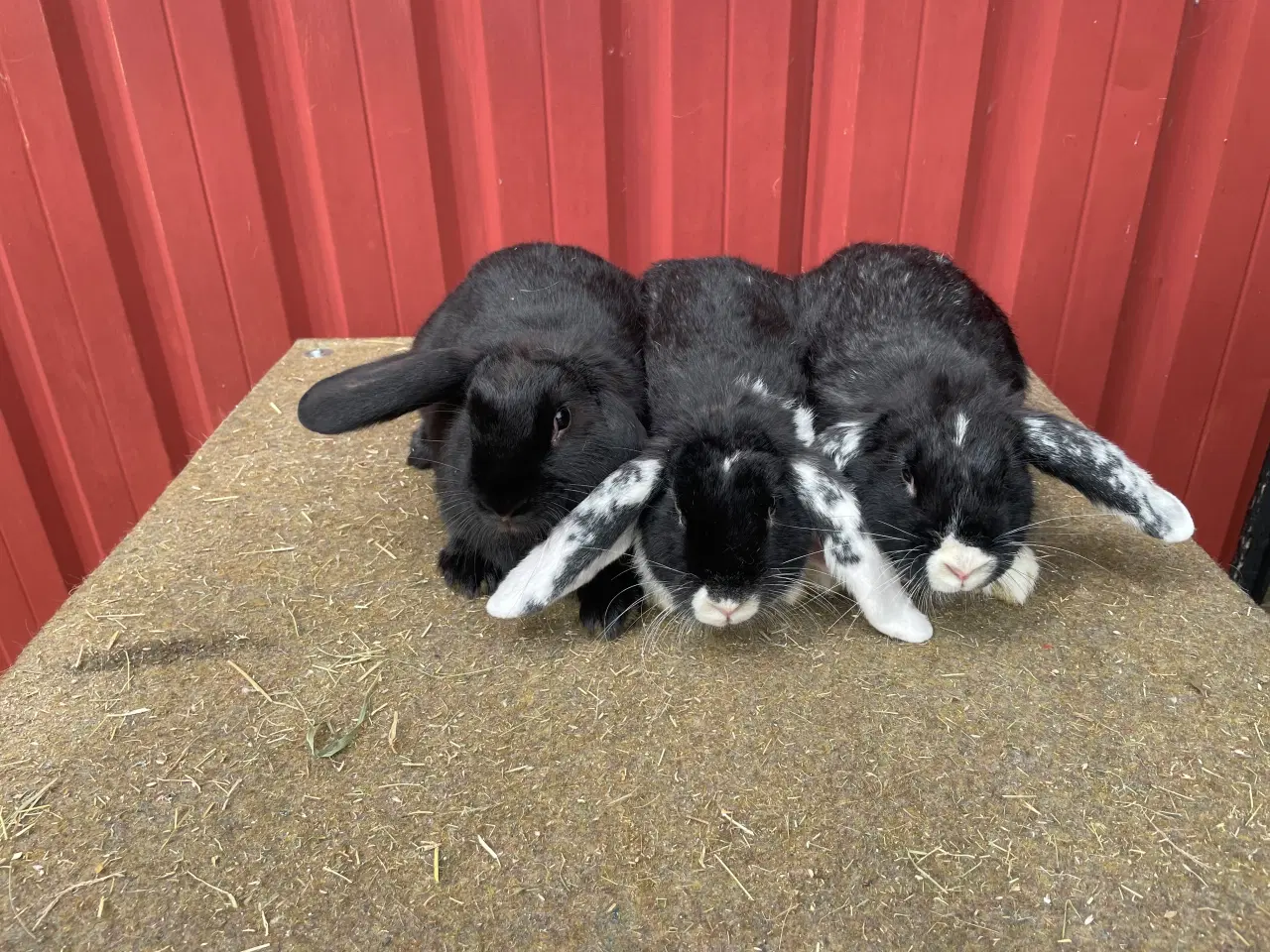 Billede 1 - Krydsnings kaniner 