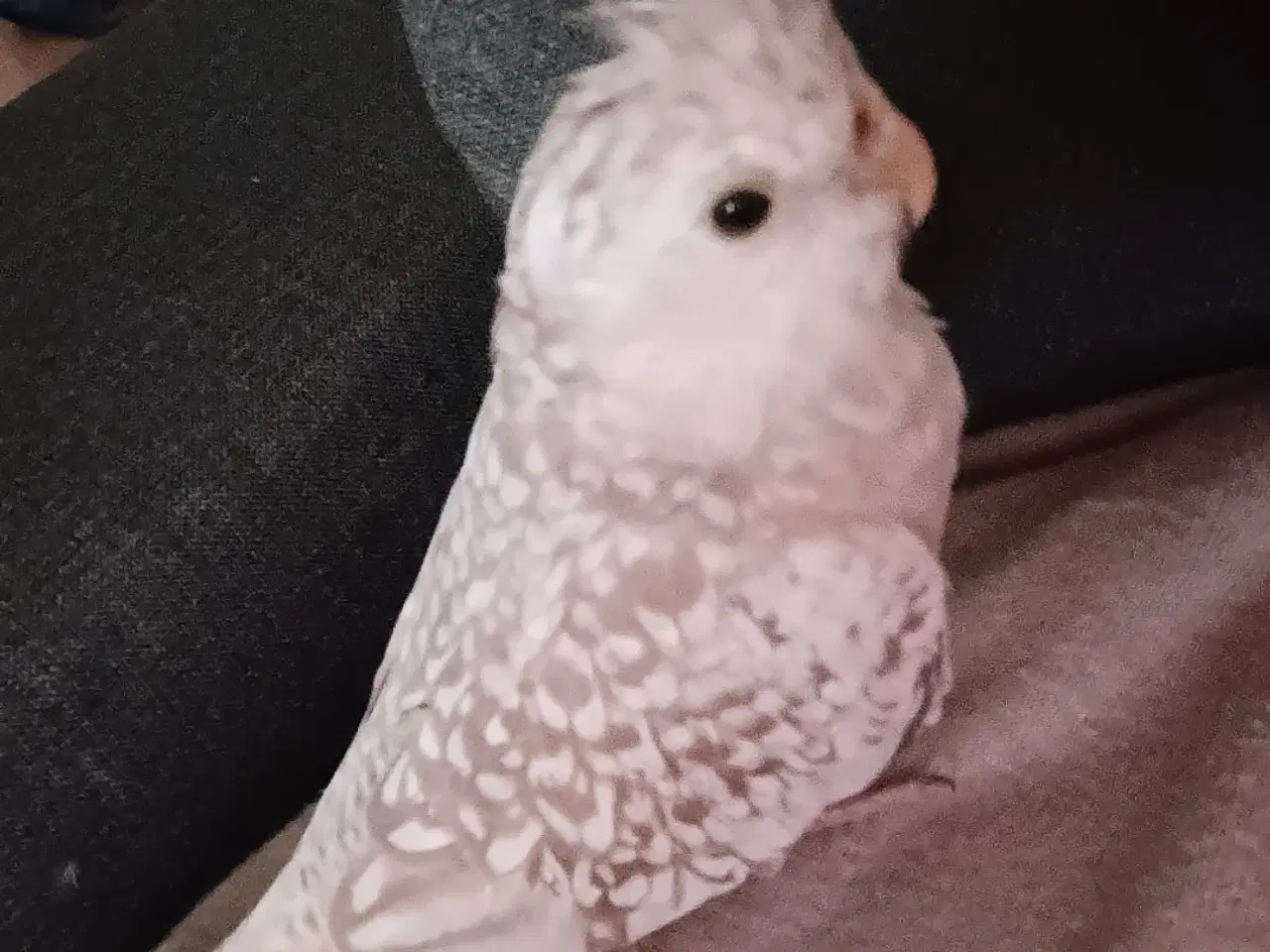 Billede 1 - Hun nymfe parakit