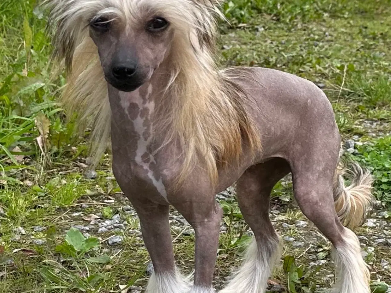 Billede 16 - Chinese crested/Kinesisk hårløs, allergivenlige