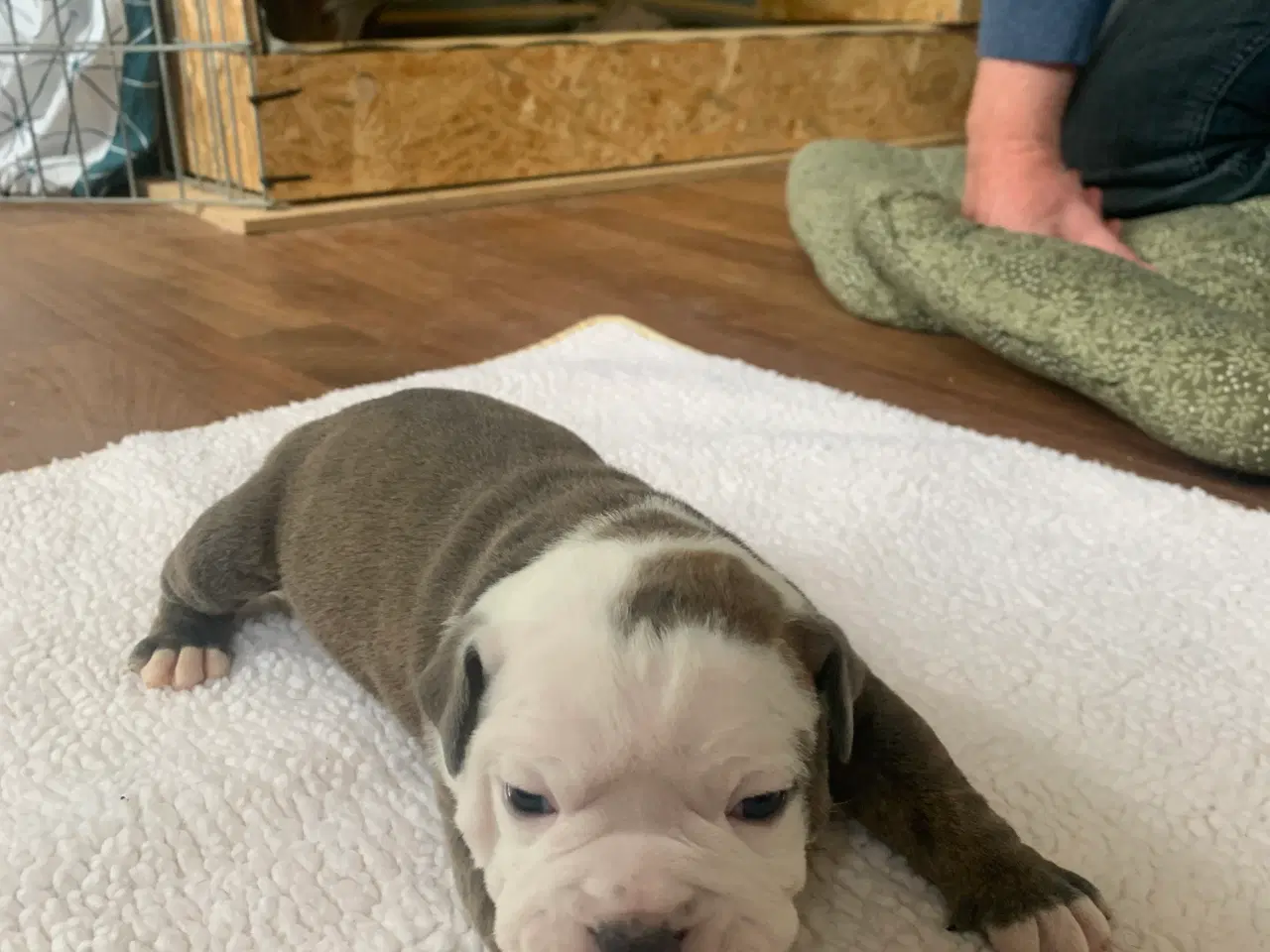 Billede 6 - New English Bulldog hvalpe 