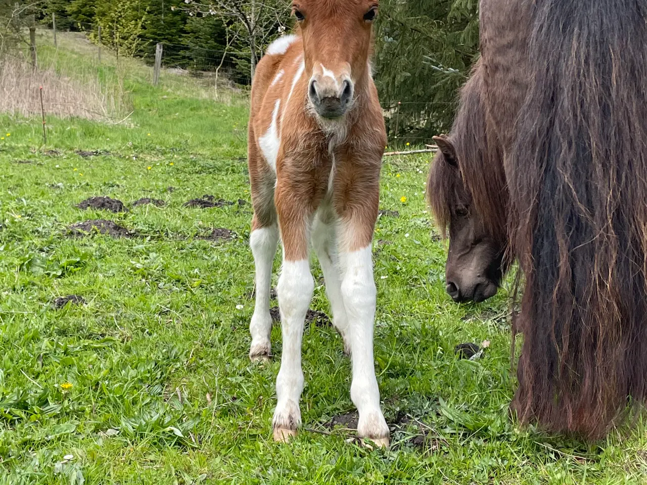 Billede 8 - 4 års shetlænderhoppe 