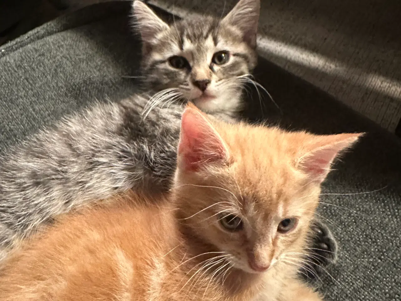 Billede 1 - Norsk skovkat killinger